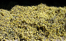 récolte Helichrysum